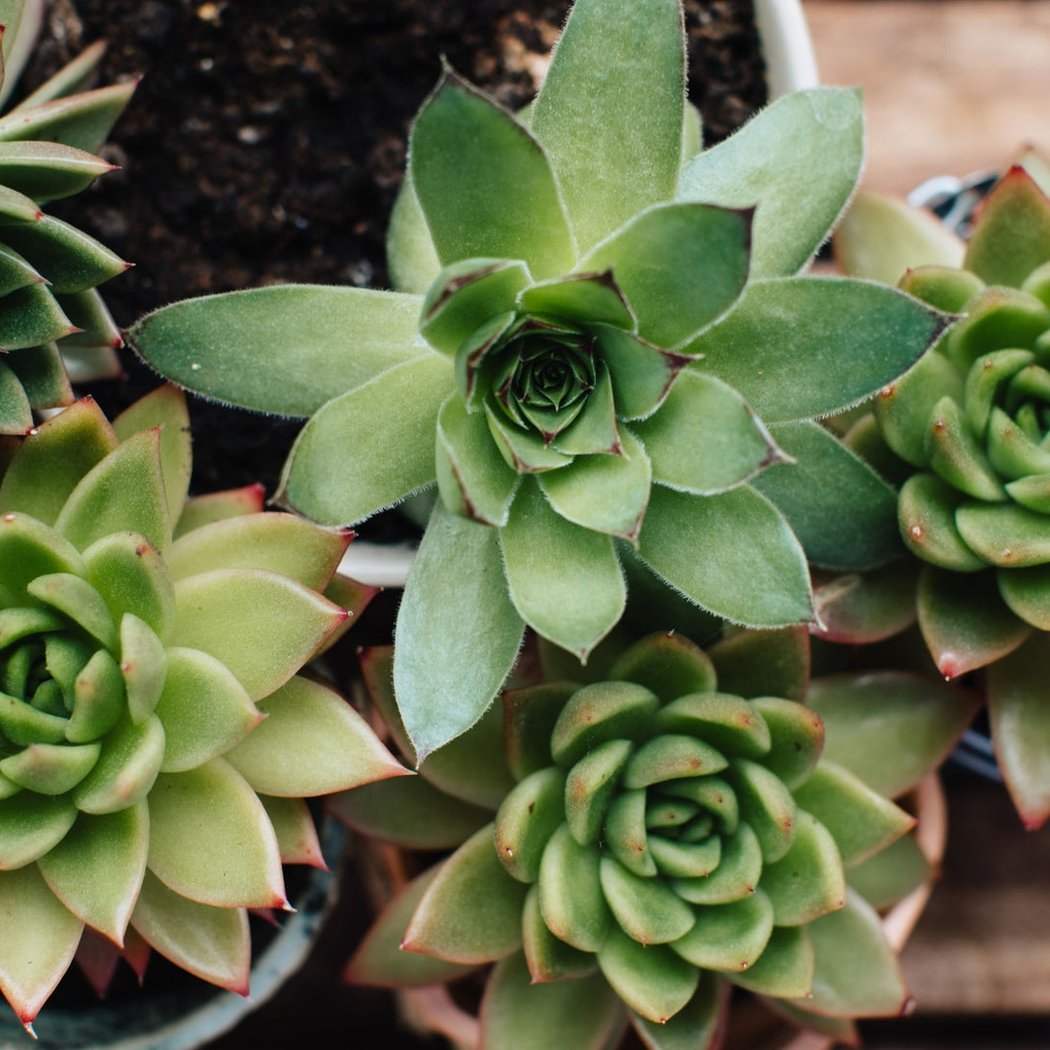 12 Days of Festive: Sustainable Succulents with KINKA 1
